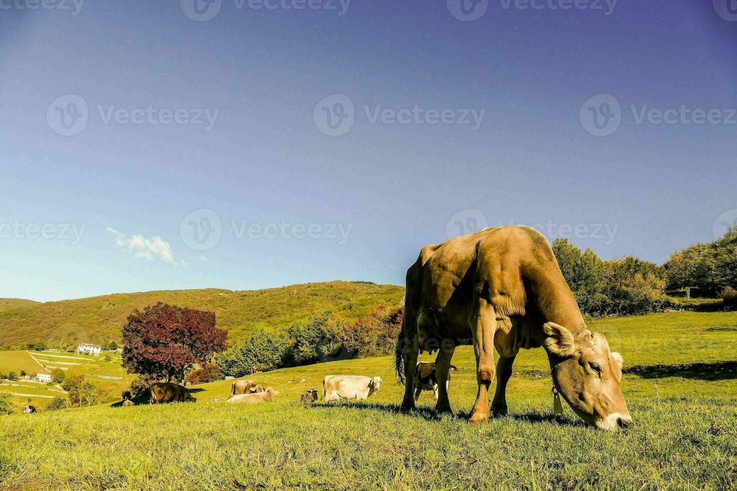 un' mucca pascolo nel un' campo foto