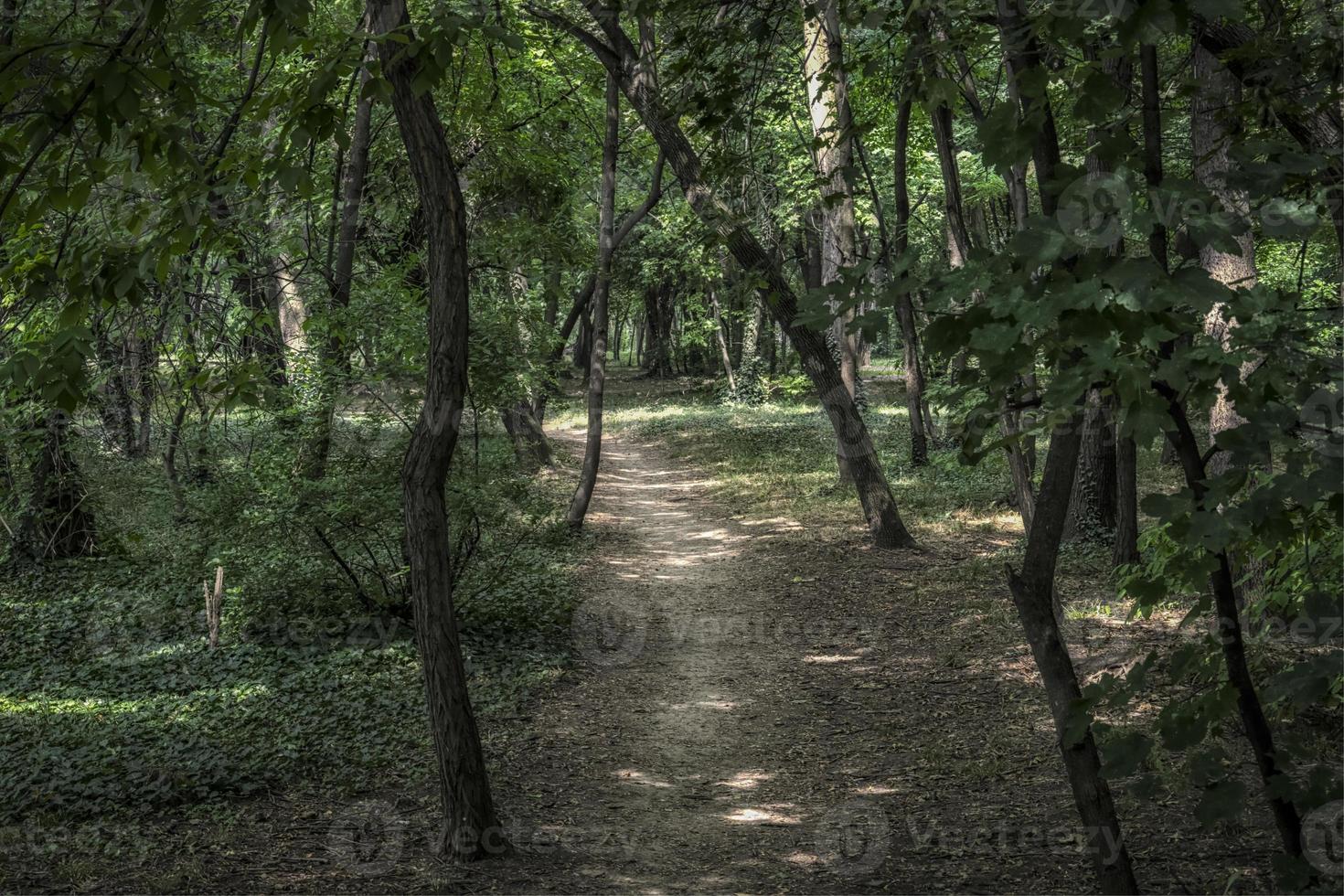 un sentiero all'ombra del parco di sumice a belgrado foto