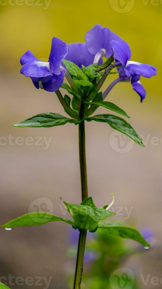 brasiliano bocca di leone, blu Hawaii fioritura nel il giardino foto