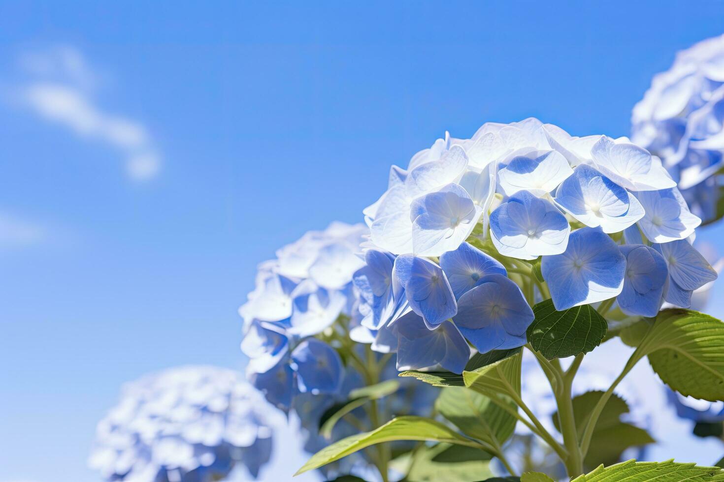 ai generato blu francese ortensia sotto blu cielo. ai generato foto