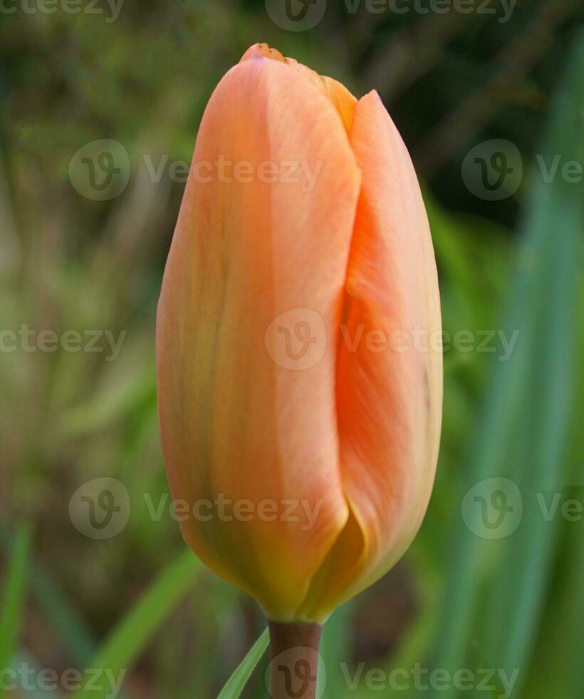 bellissimo singolo pesca colorato tulipano fiore su verde erba sfondo vicino su. foto