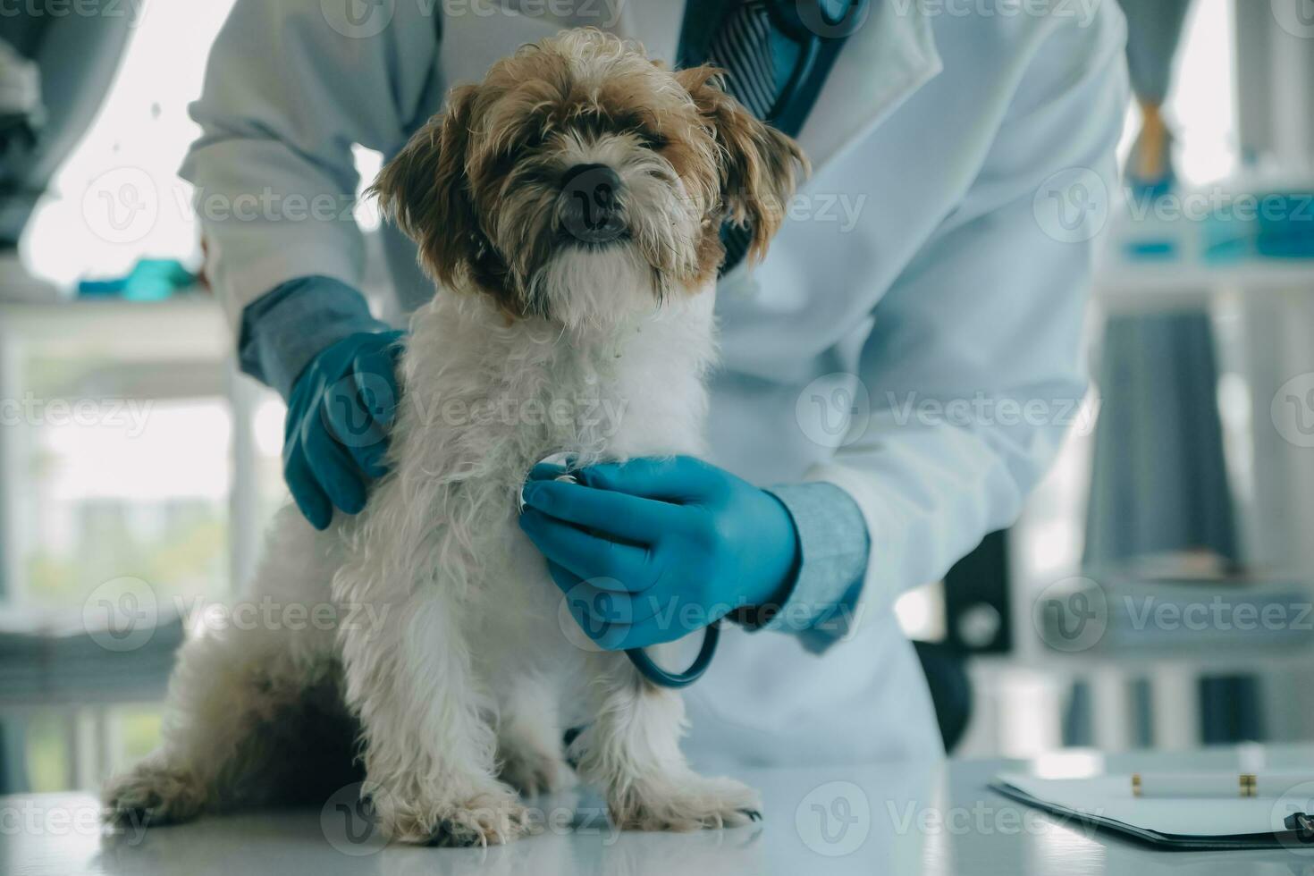 veterinario l'esame cane e gatto. cucciolo e gattino a veterinario medico. animale clinica. animale domestico dai un'occhiata su e vaccinazione. Salute cura. foto