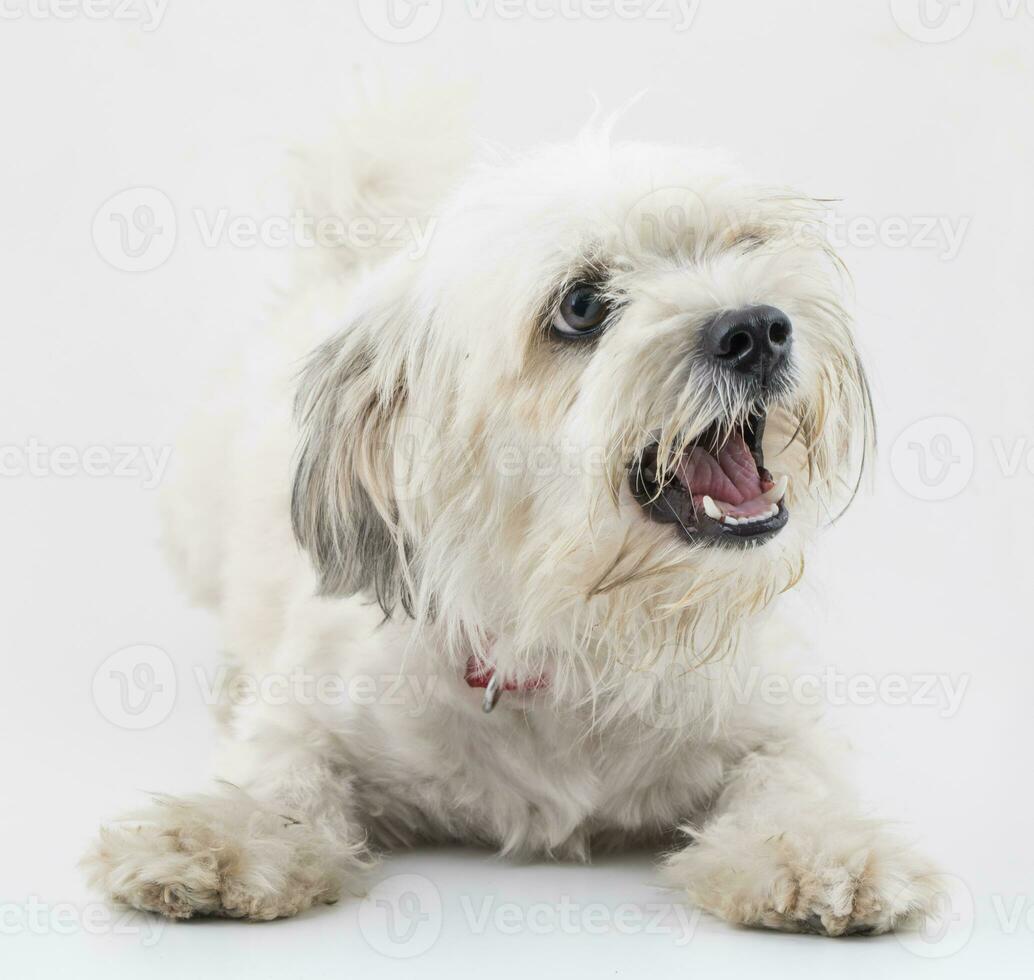 maltese canino cucciolo cane su bianca sfondo foto