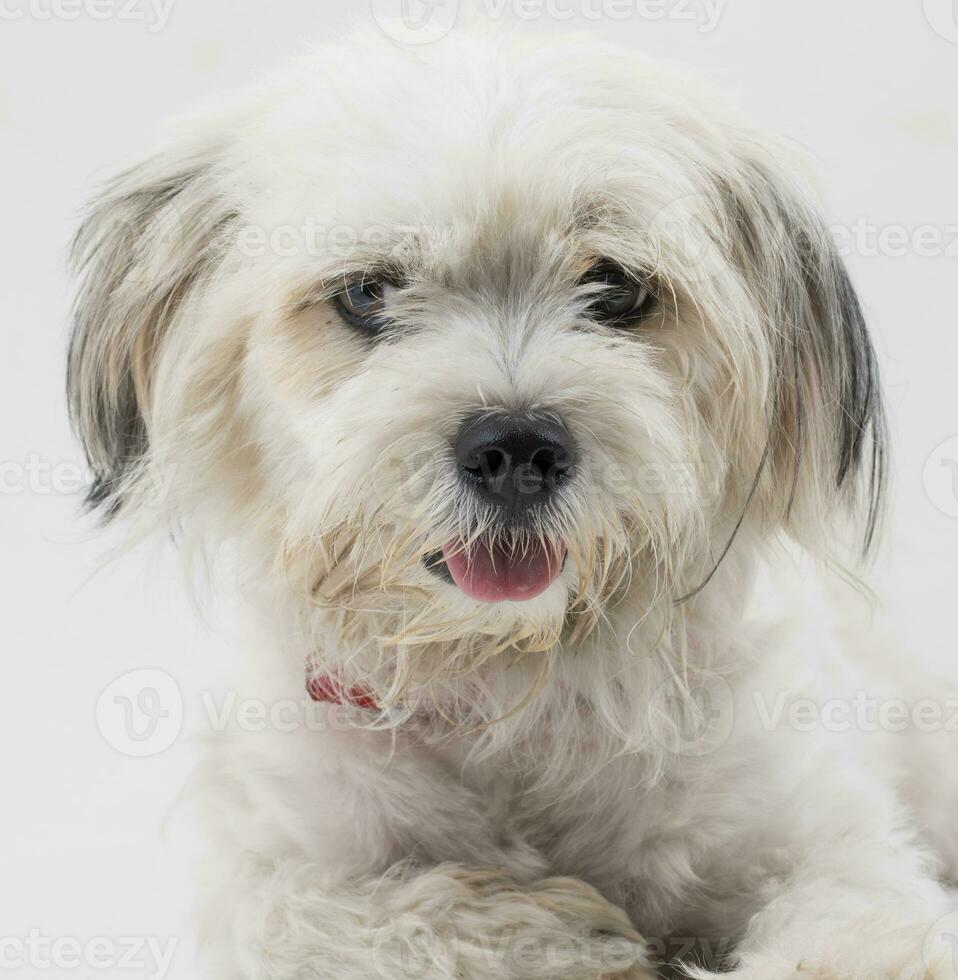 maltese canino cucciolo cane su bianca sfondo foto