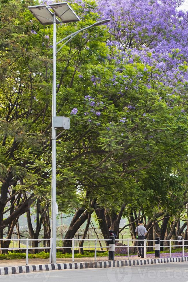 bellissimi alberi ornamentali di jacaranda viola lungo la strada Kathmandu in Nepal. foto