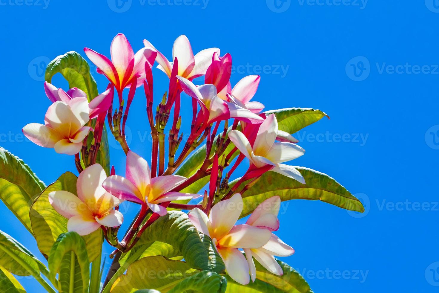 plumeria fiori rosa e gialli con cielo blu in Messico. foto