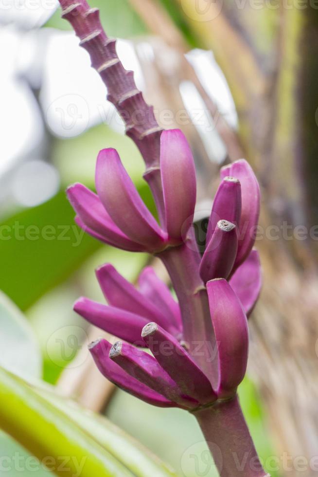 fiore di heliconia pianta di banana rosso porpora dalla natura tropicale, malesia. foto