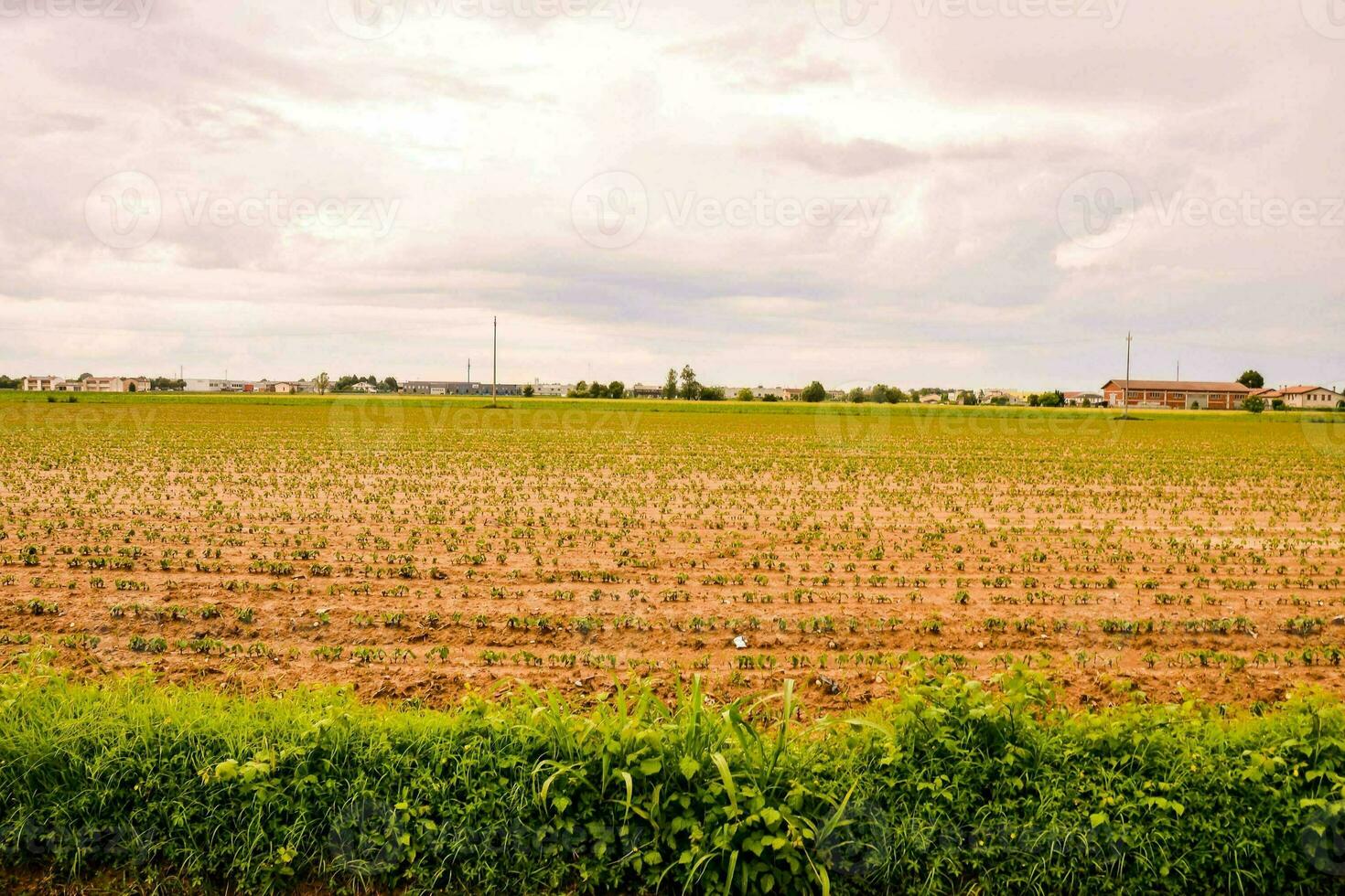 un' campo con colture e un' cielo nel il sfondo foto