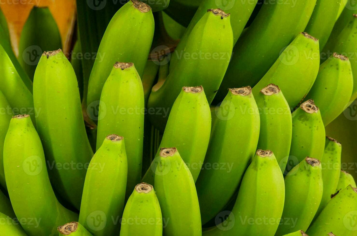 un' mazzo di verde banane foto