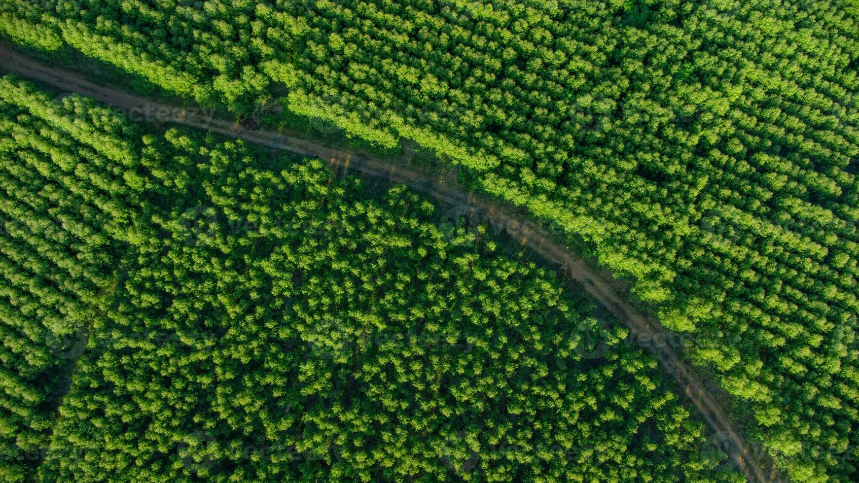 aereo Visualizza di eucalipto piantagione nel Tailandia. superiore Visualizza di coltivazione le zone o agricolo terra nel all'aperto asilo. coltivazione attività commerciale. naturale paesaggio sfondo. foto