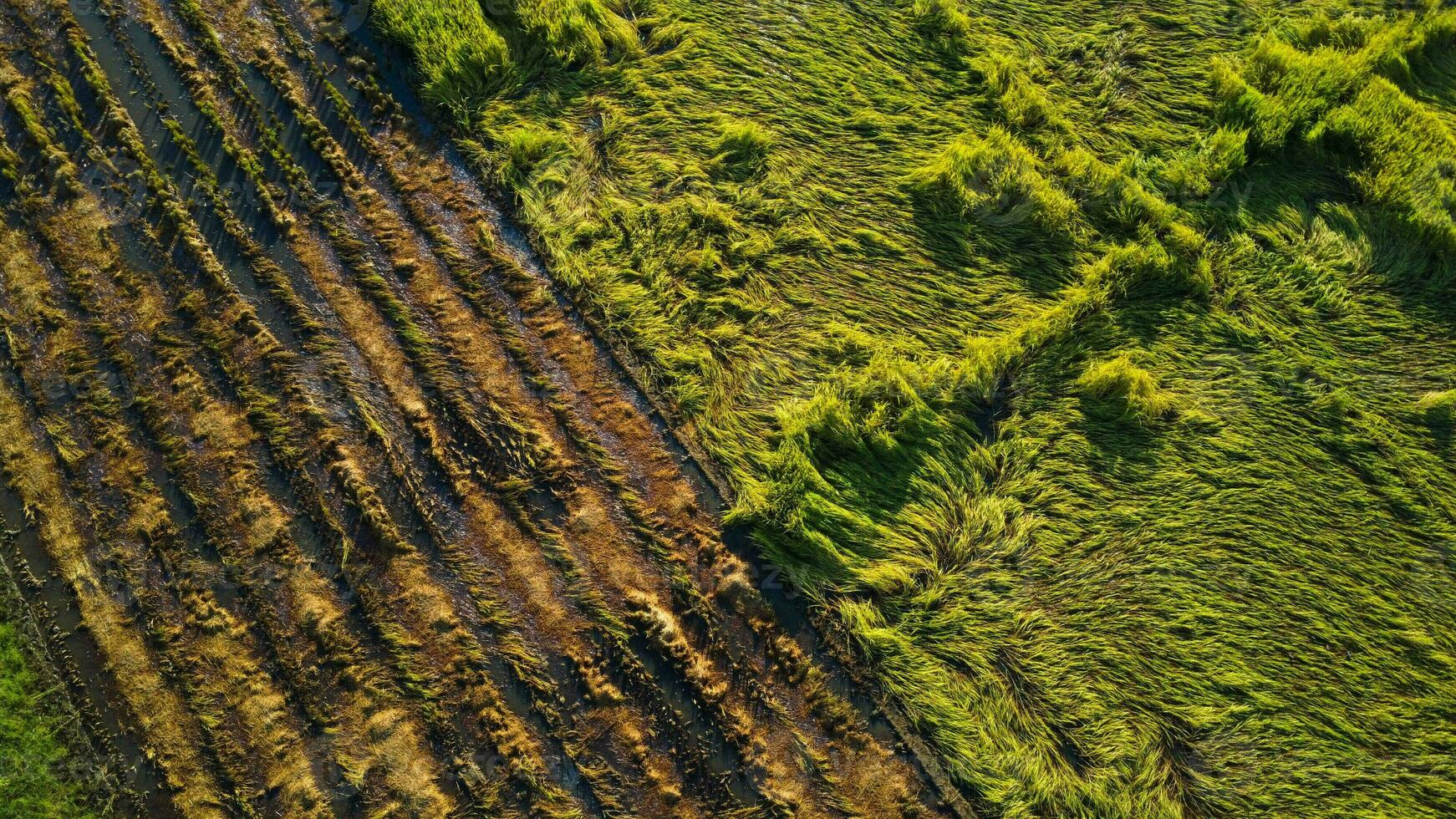 caduta riso nel il campo. riso impianti caduto perché di forte venti e pioggia prima raccolto. riso è danneggiato dovuto per rotto cannuccia, fabbricazione esso Di Più difficile per raccolto. foto