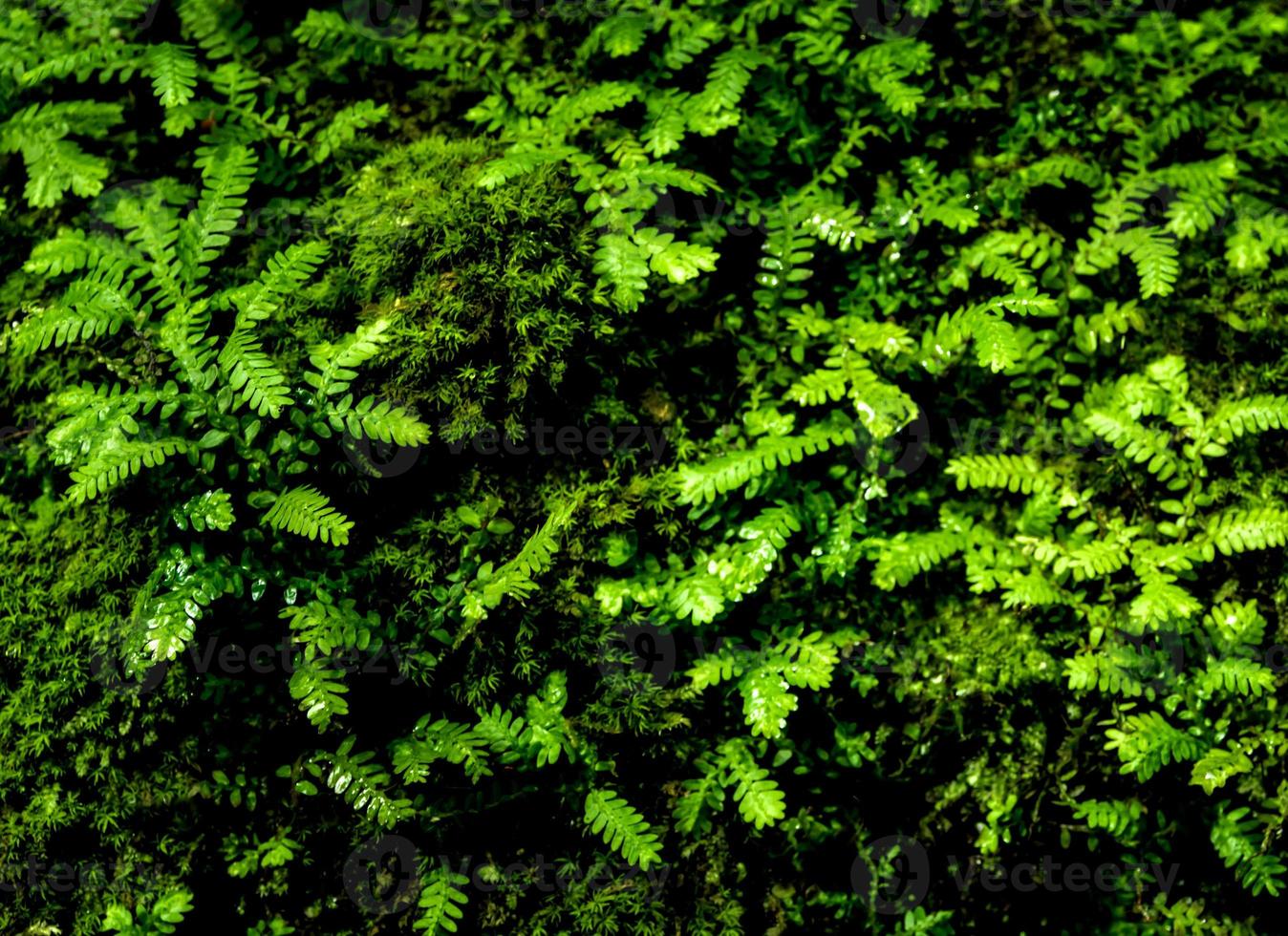 freschezza piccole foglie di felce con muschio e alghe nel giardino tropicale foto