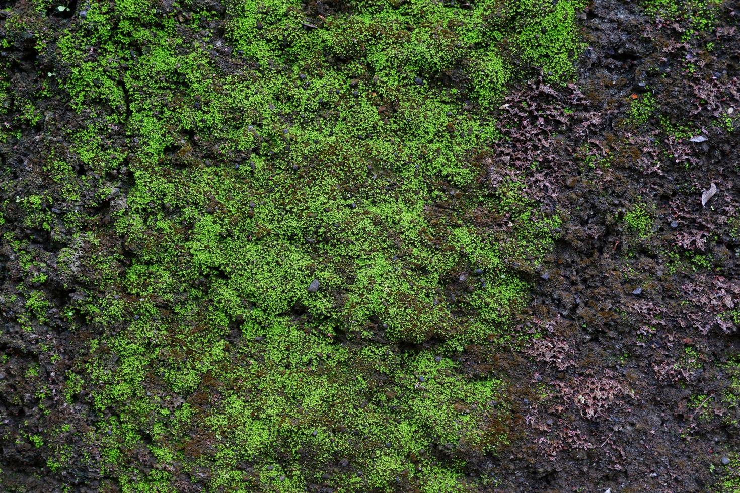 primo piano della trama di muschio verde sul vecchio muro per lo sfondo foto