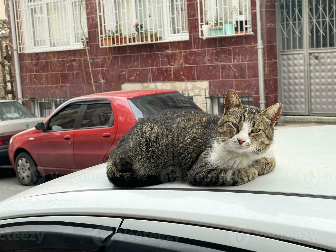 un' gatto dire bugie su il tetto di un' macchina, guardare a telecamera, Istanbul, tacchino foto