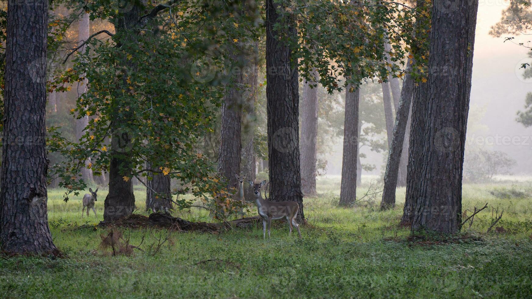 tre curioso dalla coda bianca cervo, odocoileo virginiano, pascolo nel un' bosco su un presto mattina. foto