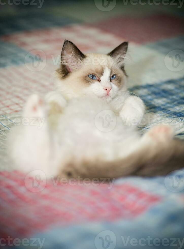 Due mese vecchio bambola di pezza gattino a casa foto