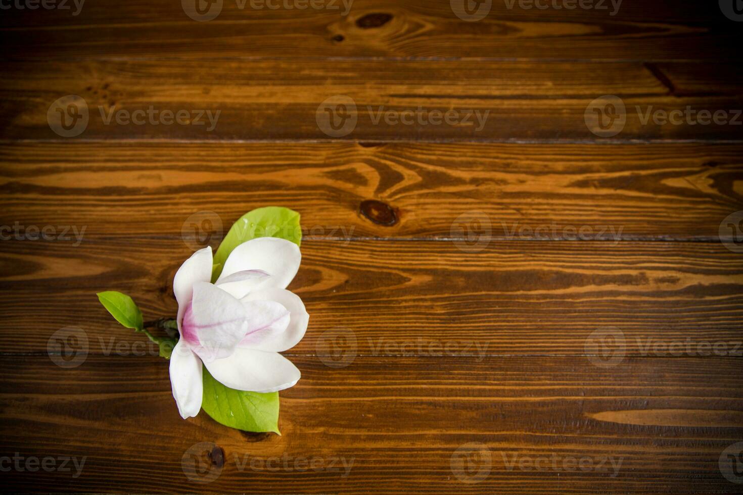 uno rosa fiore su un' ramo di fioritura magnolia su un' di legno tavolo foto