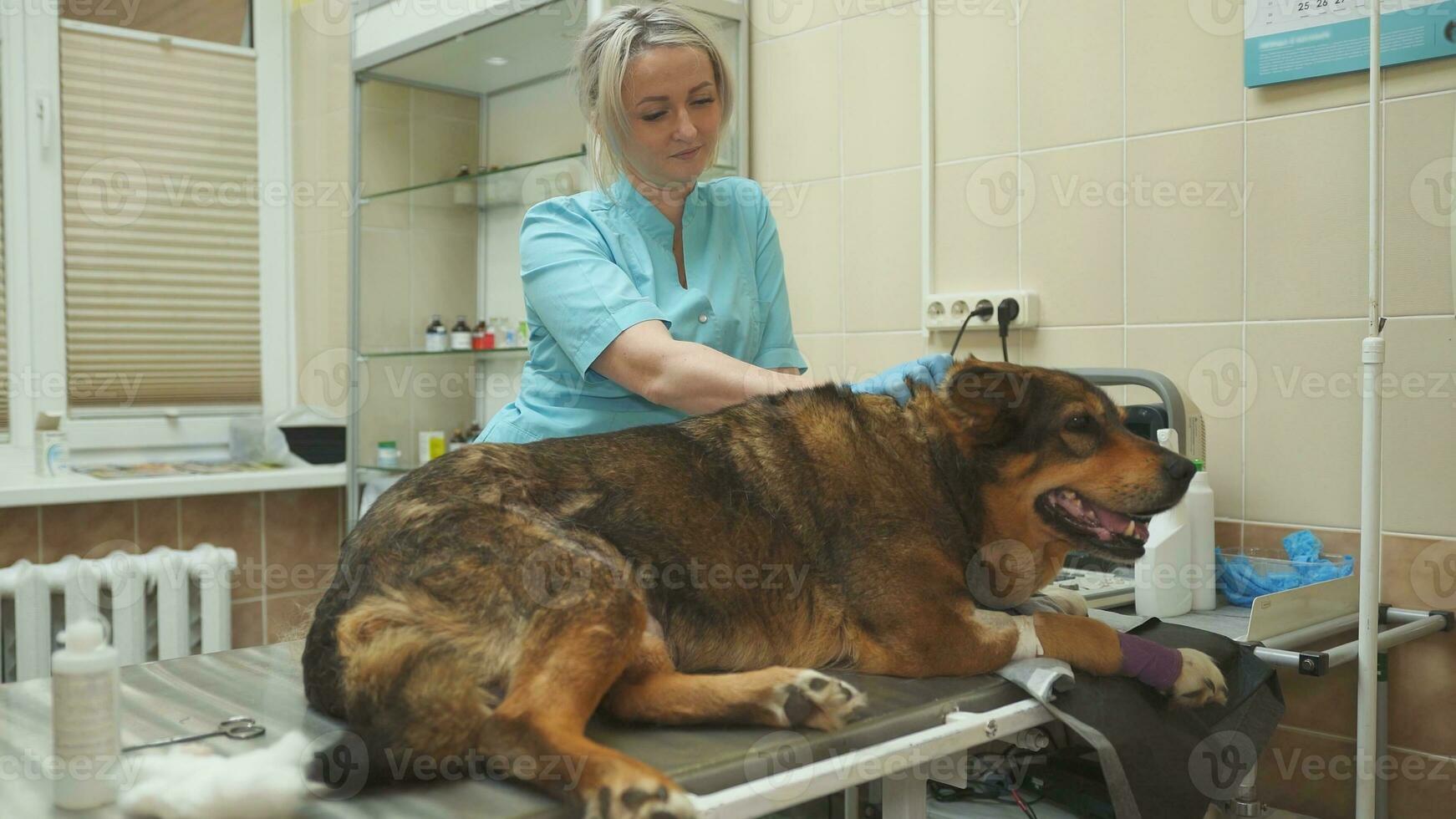 cortile villaggio cane esaminato di un' veterinario clinica medico. foto