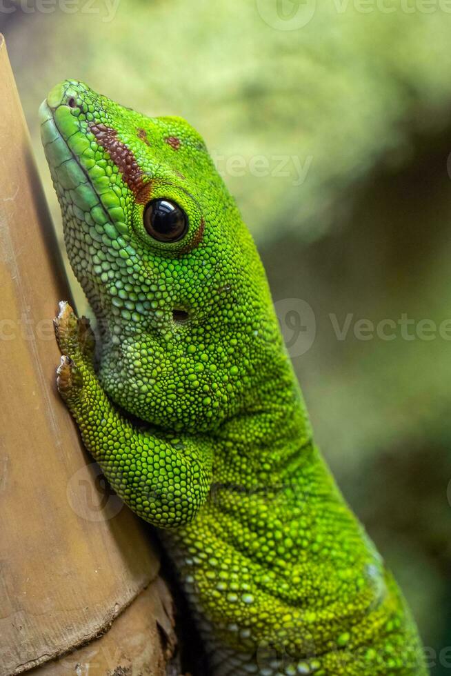 Madagascar gigante giorno geco, felsuma grandis foto