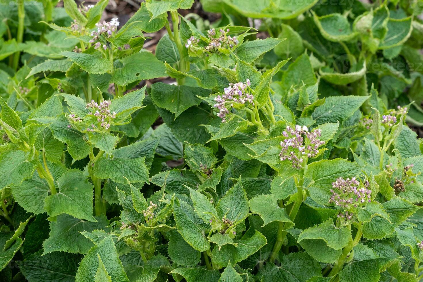 lunaria rediviva, conosciuto come perenne onestà, è un' specie di fioritura pianta nel il cavolo famiglia Brassicacee. medicinale impianti foto