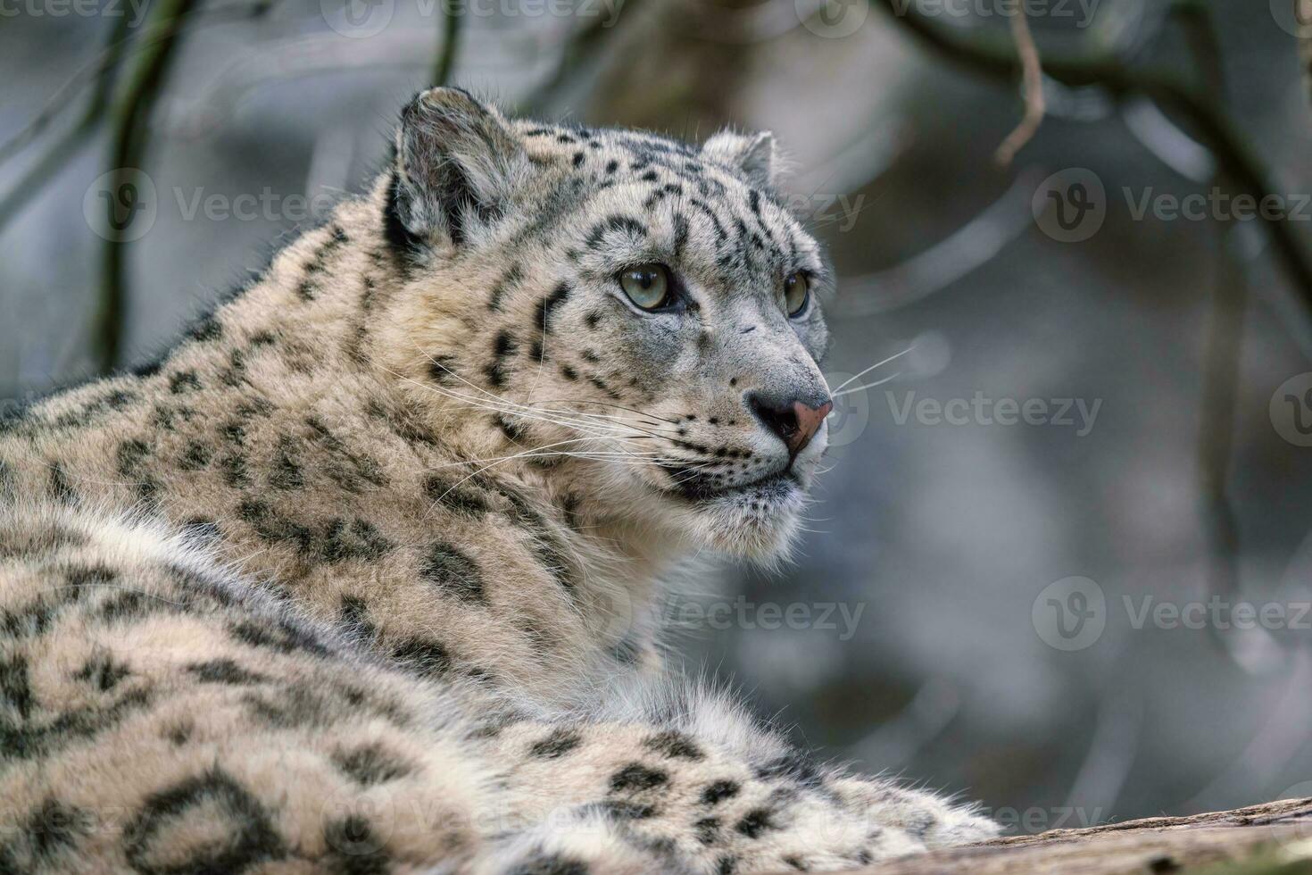 ritratto di un' neve leopardo, panthera uncia foto