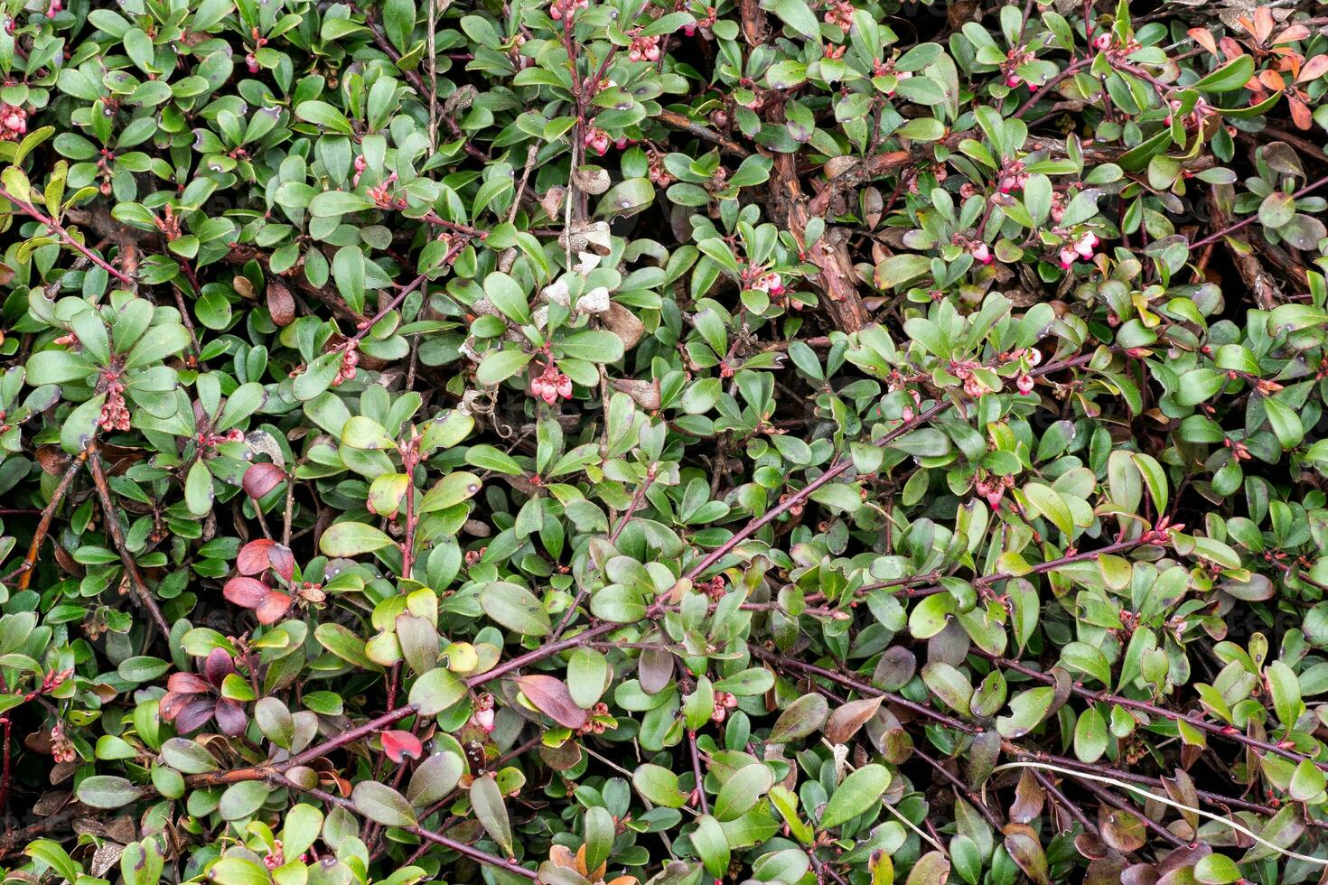pianta con medicinale proprietà. le foglie arctostafilo uva-ursi foto