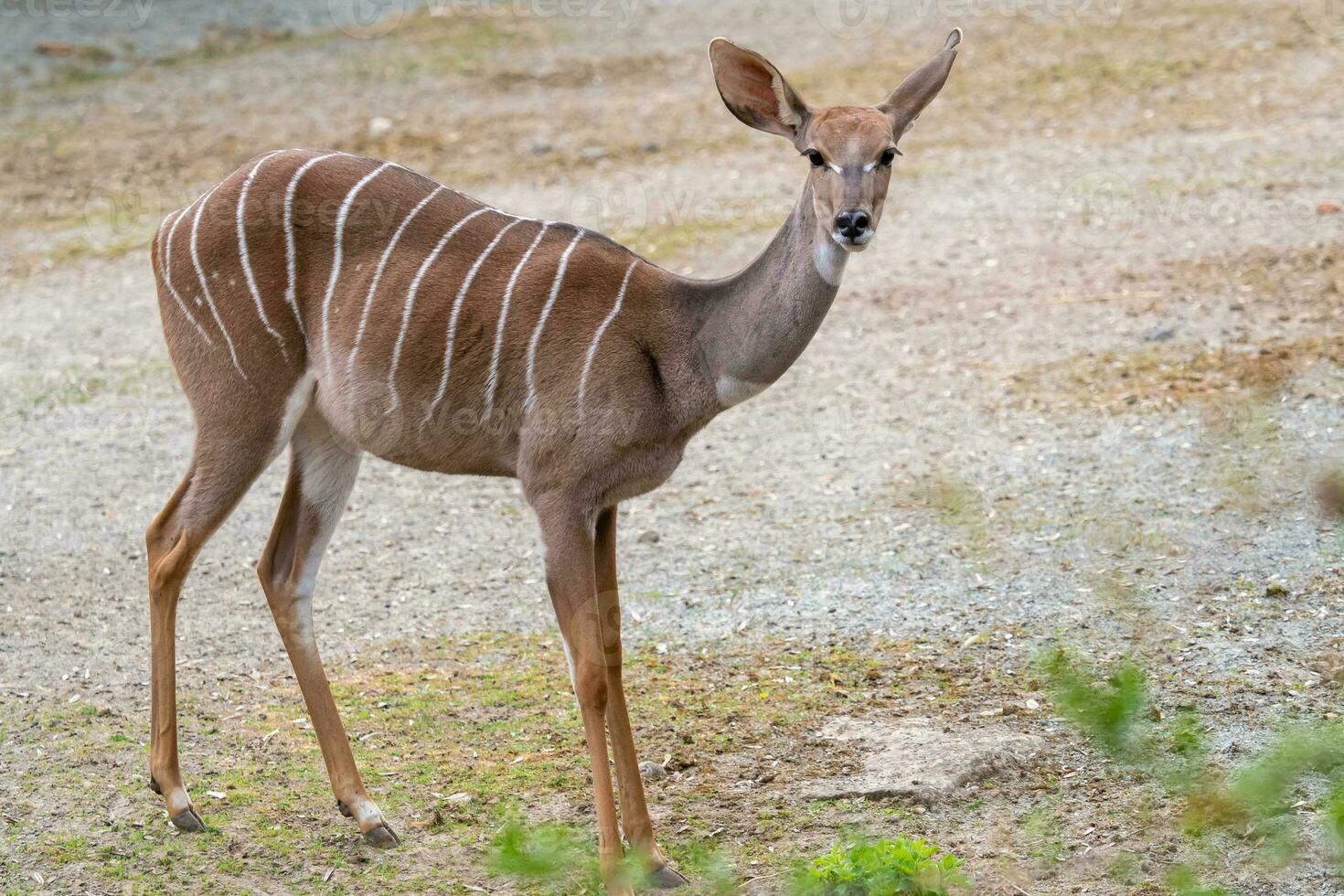 minore cudù, tragelafus imberbis, piccolo antilope foto