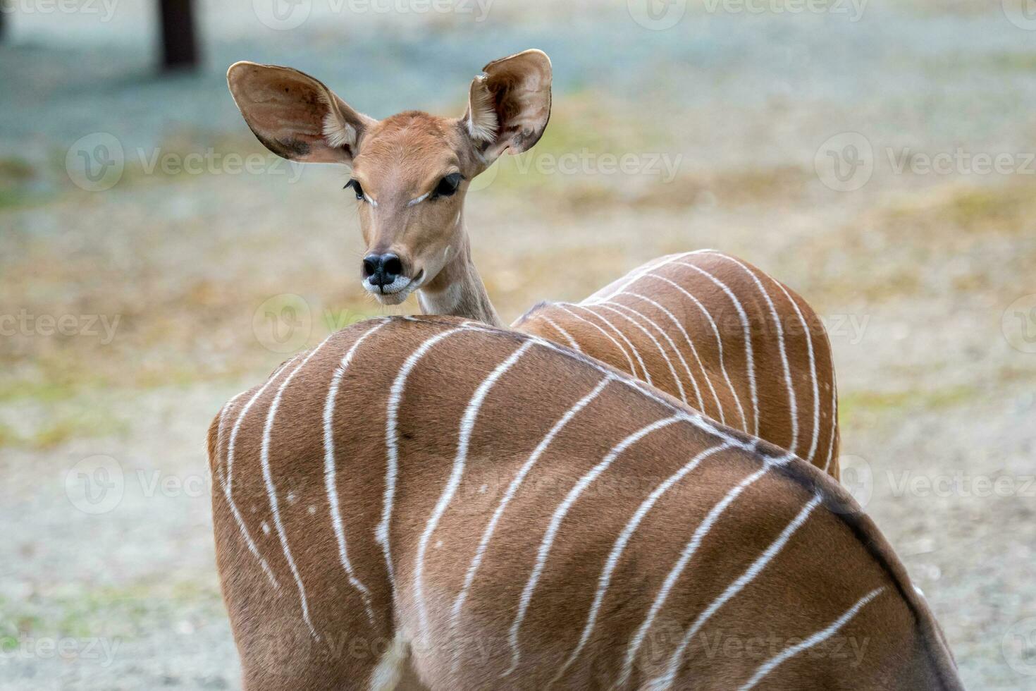 minore cudù, tragelafus imberbis, piccolo antilope foto