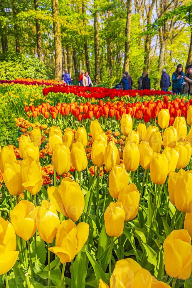 Tulipani gialli colorati nel parco Keukenhof, Lisse, Paesi Bassi, 2014 foto