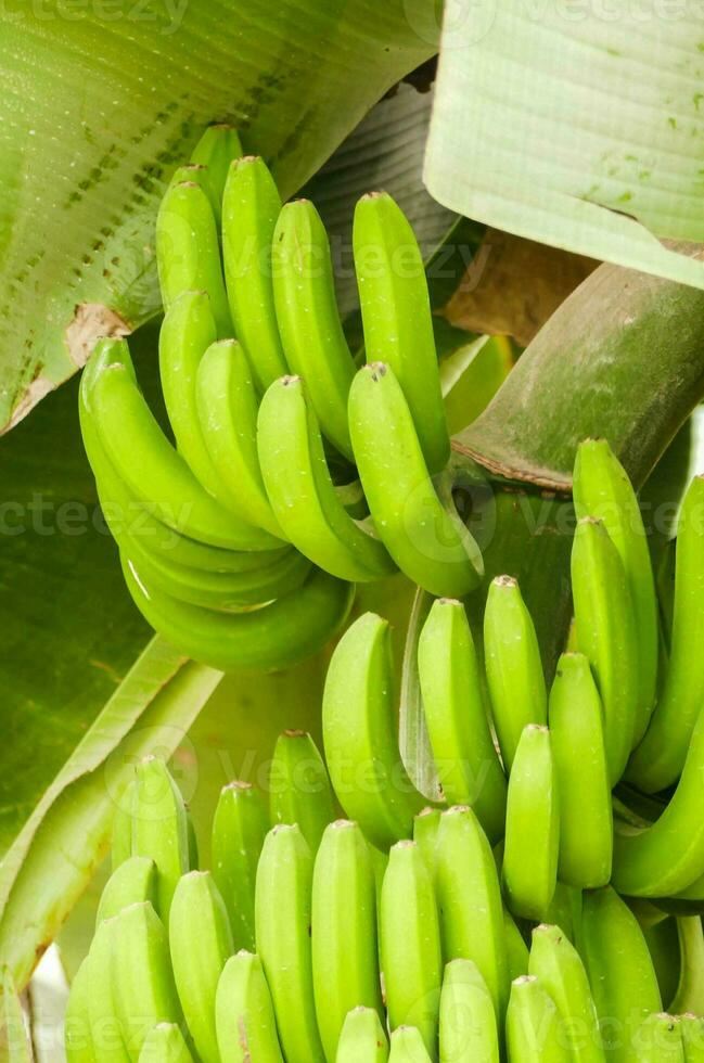 un' mazzo di verde banane sospeso a partire dal un' albero foto