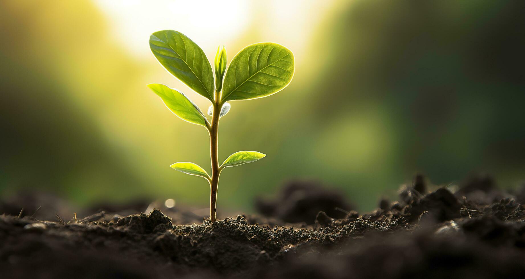 ai generato piccolo albero in crescita con luce del sole nel il giardino. eco concetto. generativo ai foto