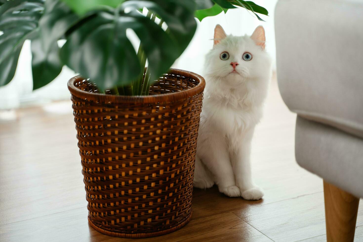 il adorabile bianca persiano gatto è nel il vivente camera a casa. animale domestico animale concetto. foto