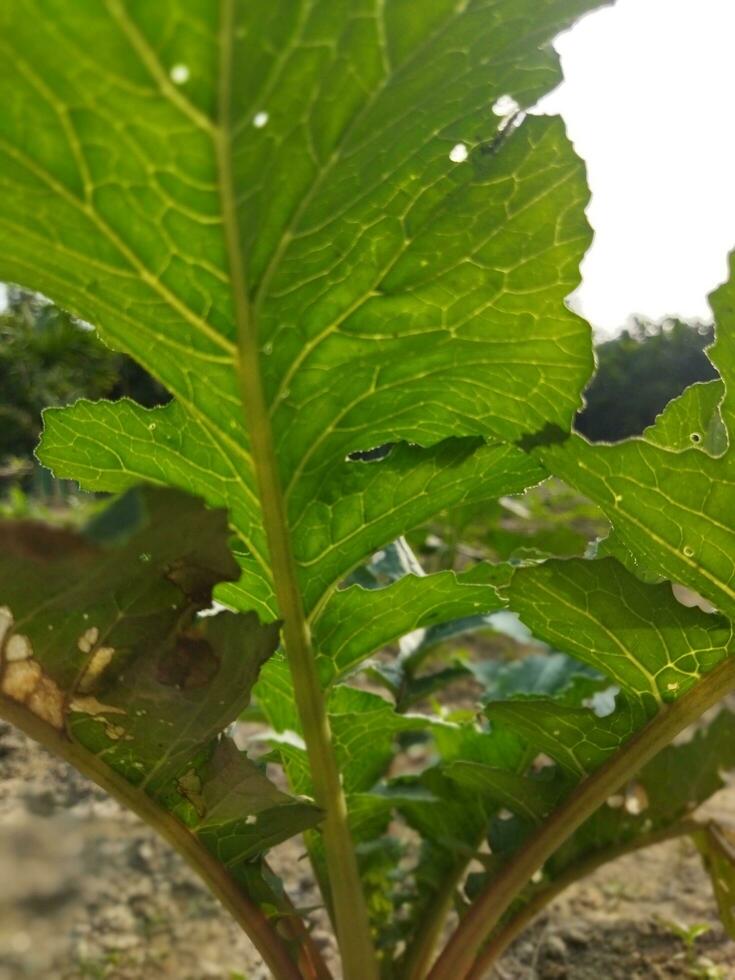 verdura siamo alto nel nutrienti. esso contiene vario minerali piace ferro da stiro, calcio, fosforo, folico acido e un' lotto di vitamina c. Ravanelli contenere un' lotto di fibra quale riduce stipsi e mantiene foto