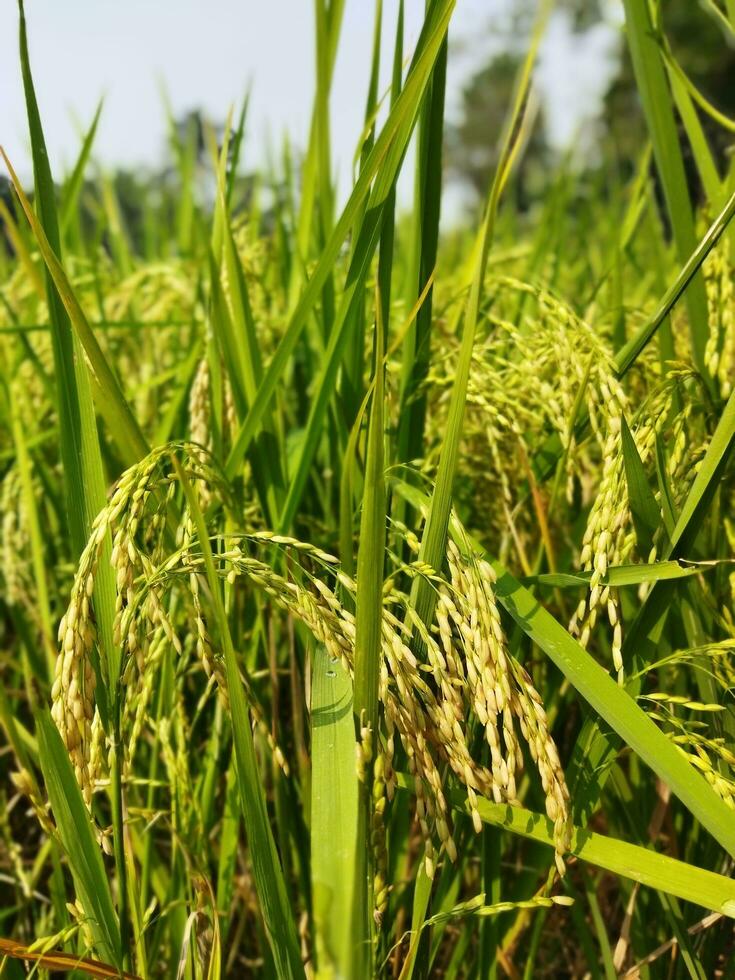 risaia ha iniziato maturazione ogni anno con il arrivo di nuovo risaia ogni bengalese famiglia celebra il Navanna Festival, il gusto di pithapuli inizia nel il le case di rurale Bengala. foto