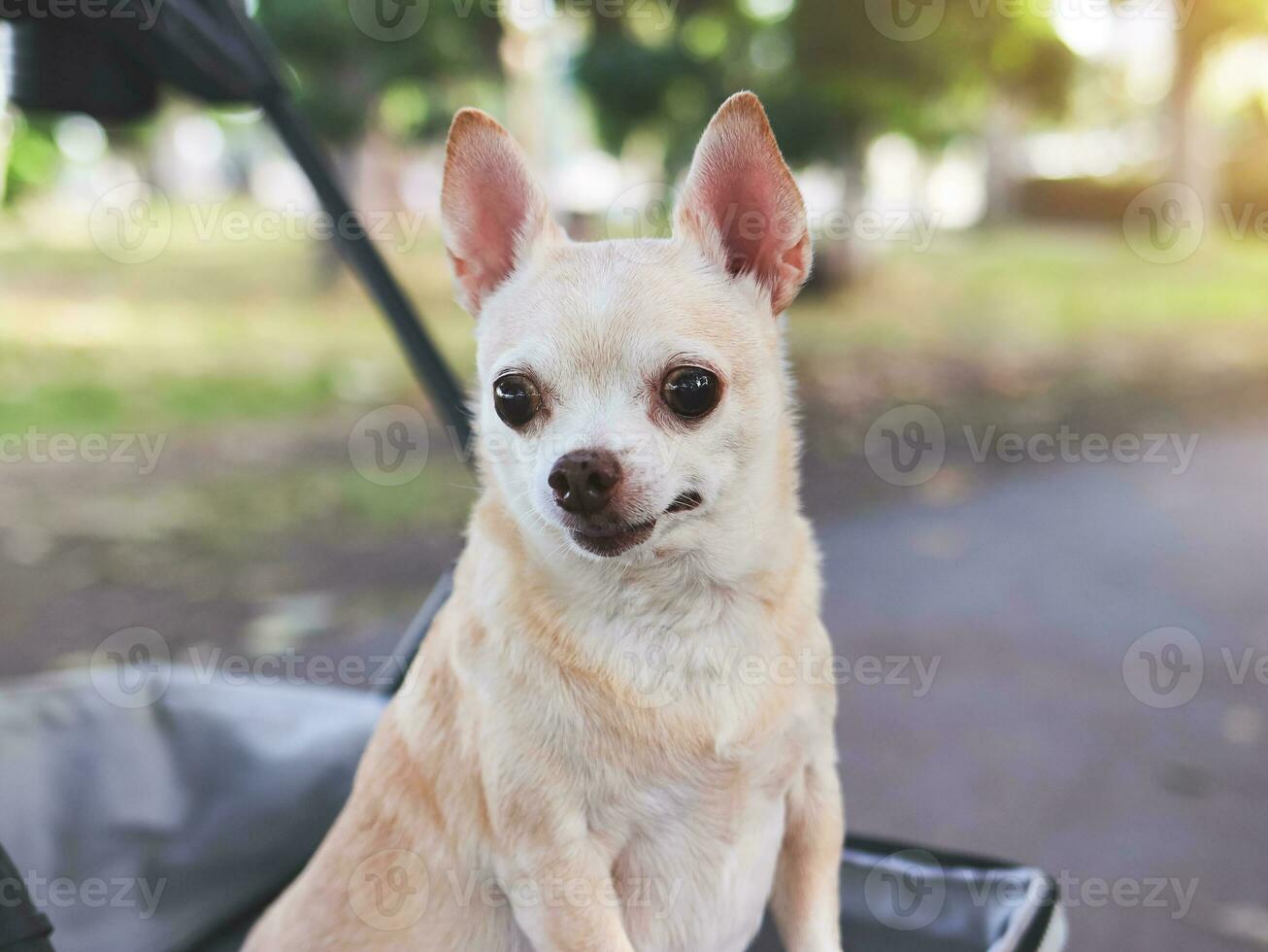 contento Marrone corto capelli chihuahua cane in piedi nel animale domestico passeggino nel il parco. guardare curiosamente. foto