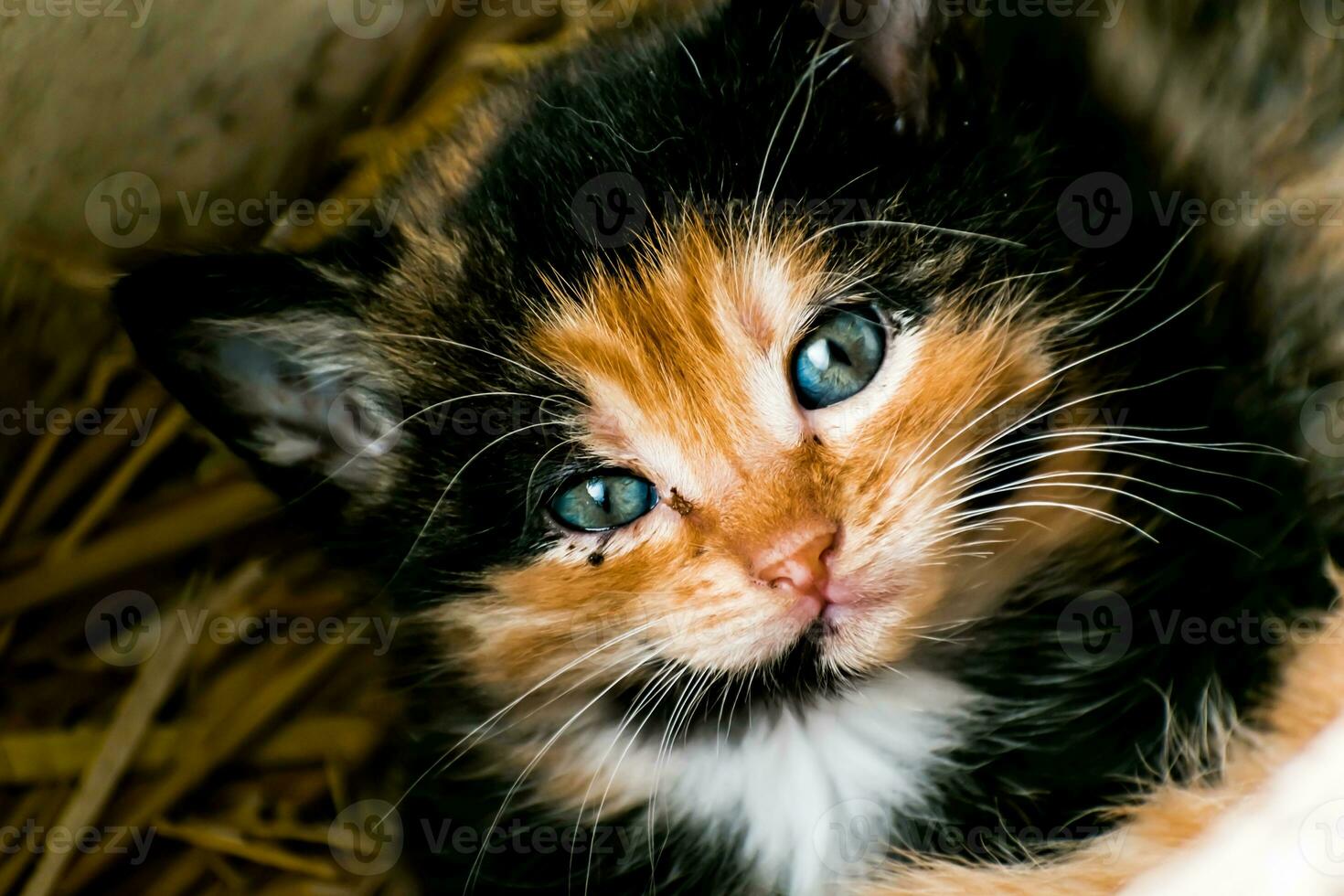 carino calicò gattino con blu occhi guardare a il telecamera, rifiuti di tre gattini nel il cannuccia su un' azienda agricola foto