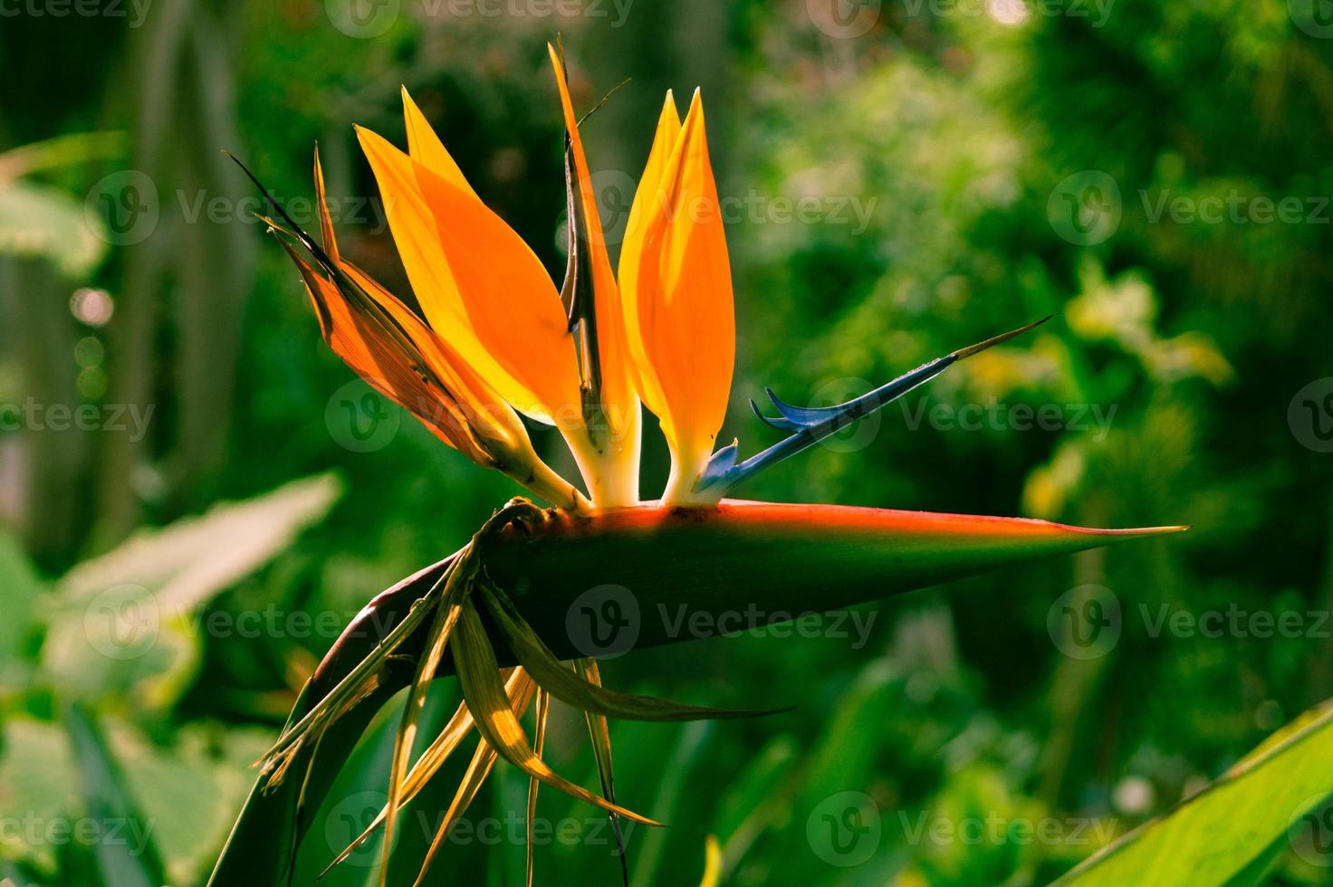 strelitzia il fiore uccello del paradiso foto