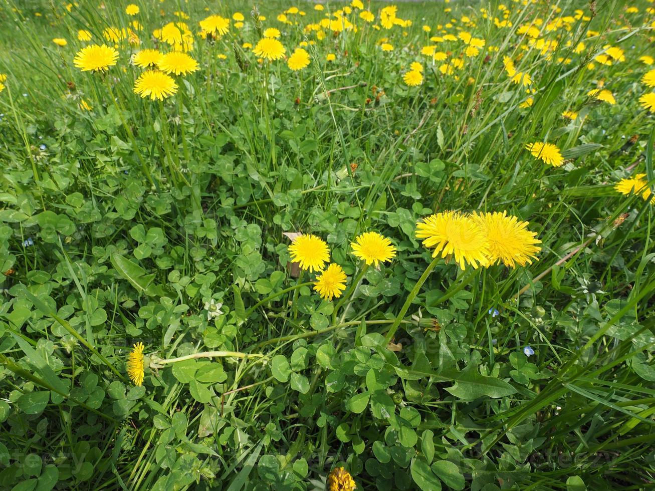 fiore di tarassaco comune con ape foto