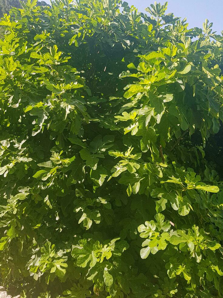 lussureggiante Figura albero nel luce del sole foto