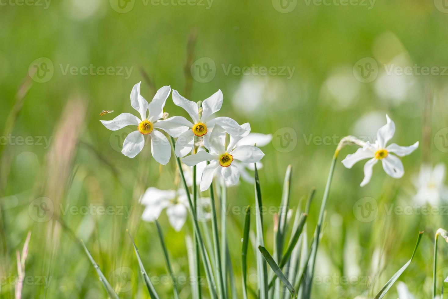 nonna. narcissus poeticus fiore simbolico di andorra foto