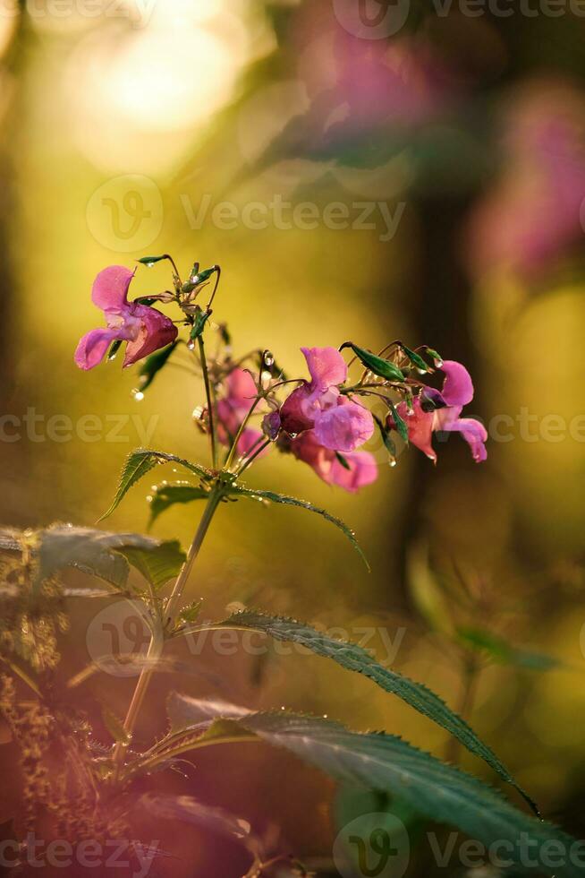 impatiens ghiandolare nel il mattina sole foto