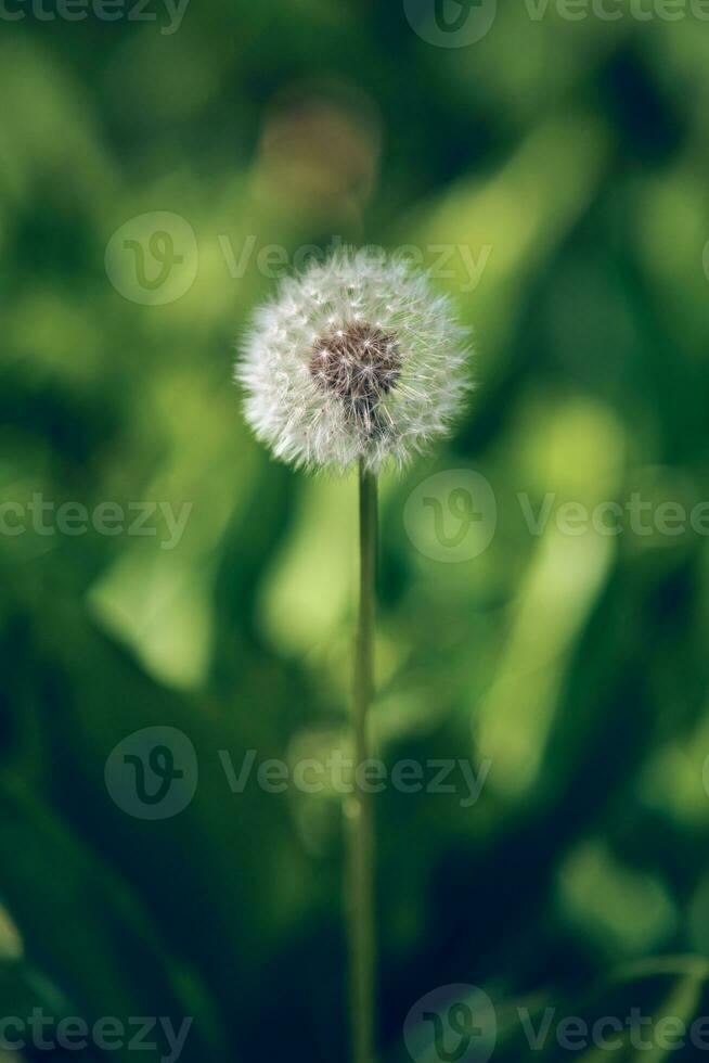 dente di leone nel davanti di verde sfondo foto