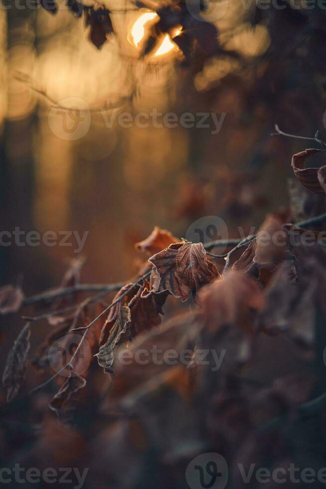 vecchio asciutto le foglie su albero nel inverno foto