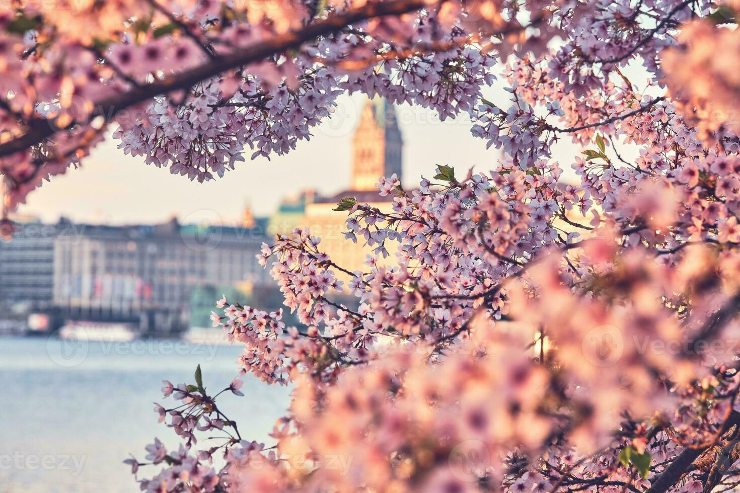 amburgo alster con ciliegia fiori nel rosa foto