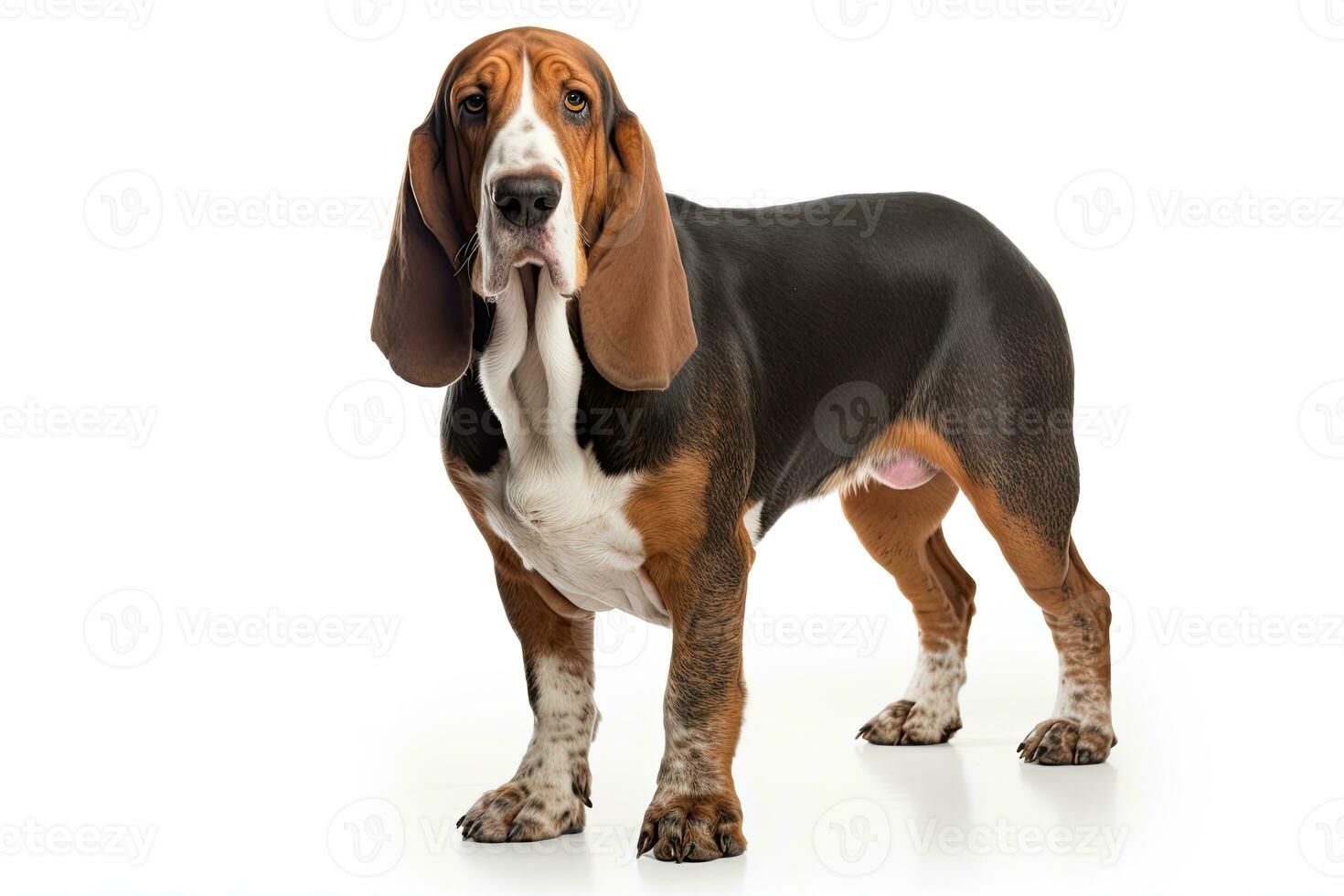 ai generato realistico bassetto cane da caccia clipart foto