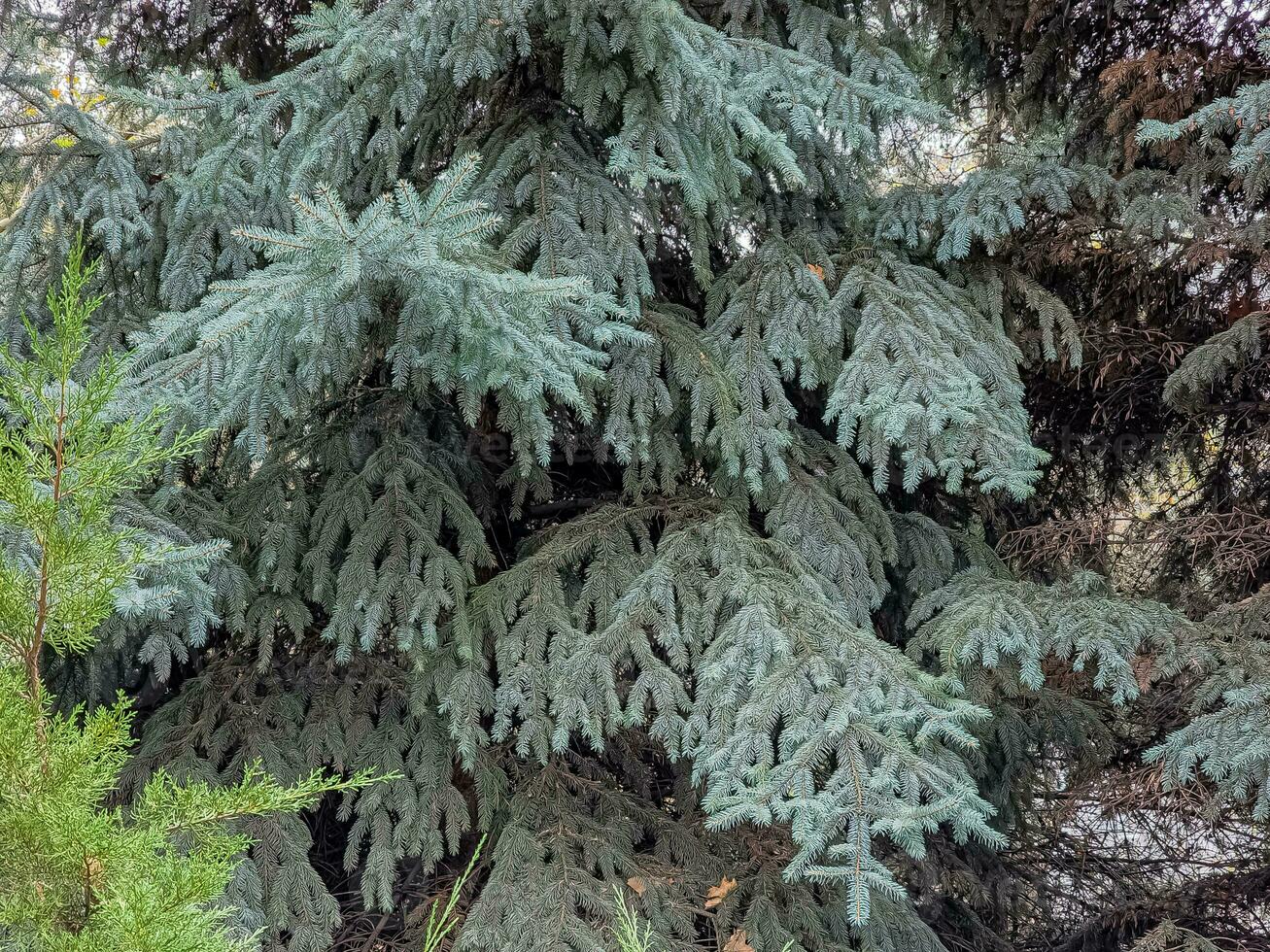 blu abete rosso rami con aghi su un' buio sfondo. blu abete rosso con il latino nome picea pungens. foto