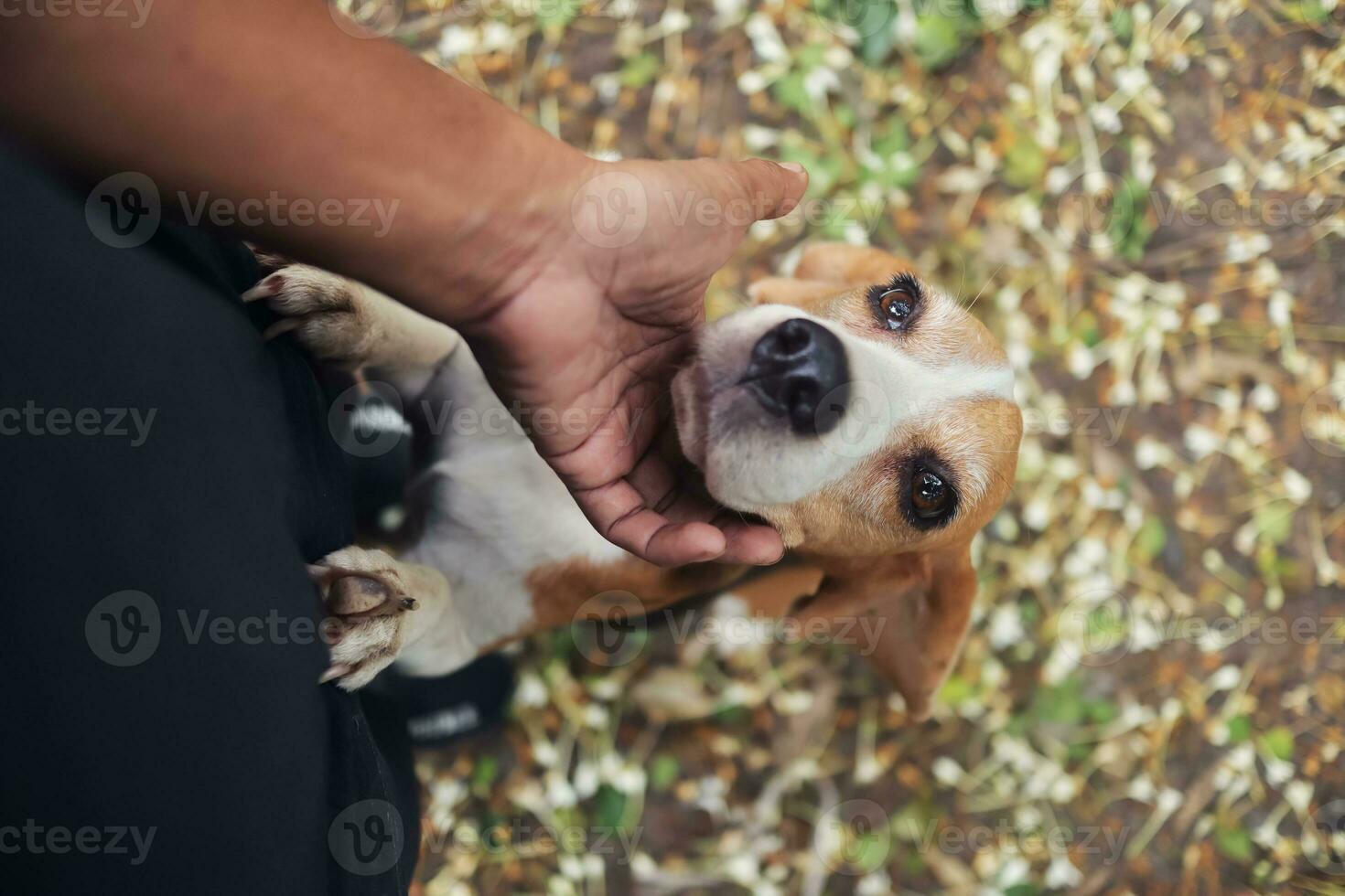 un' carino beagle cane In cerca di per il Attenzione di il proprietario. foto