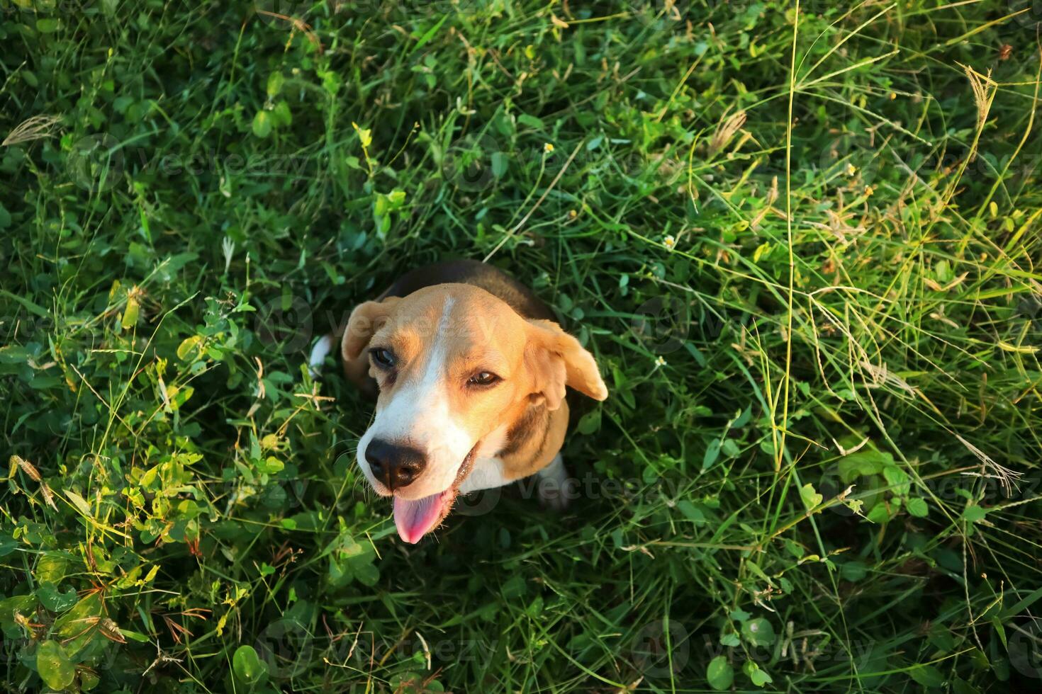 superiore Visualizza chiuso su viso messa a fuoco su occhio di un' carino tricolore beagle cane seduta su il erba campo ,poco profondo profondità di campo. foto