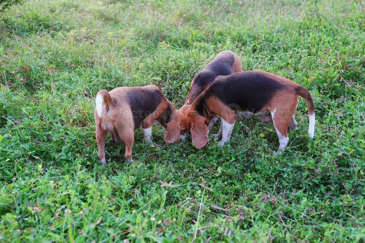 un' banda di beagle cane è guardare su qualcosa nascondiglio sotto il verde erba su il erba campo. foto