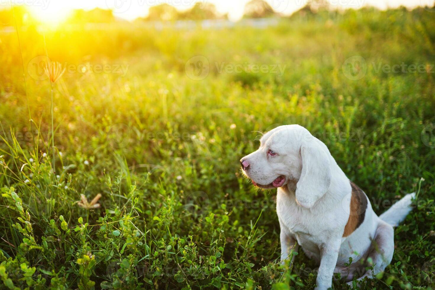 un' carino bianca pelliccia beagle cane seduta su il verde erba copertina di luce del sole nel il sera, tiro con un' superficiale profondità di campo. foto